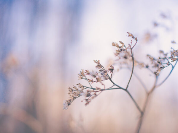 Invoking Gratitude the Haudenosaunee Way